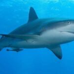 Thirty Gripping Facts on Sharks