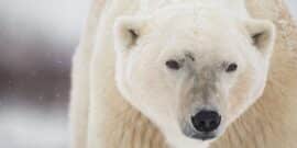 Do Bears Really Love Honey? - The Fact Site