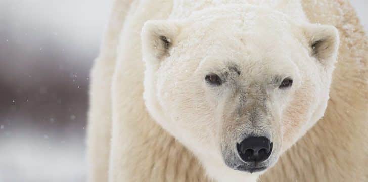 10 facts about polar bears!