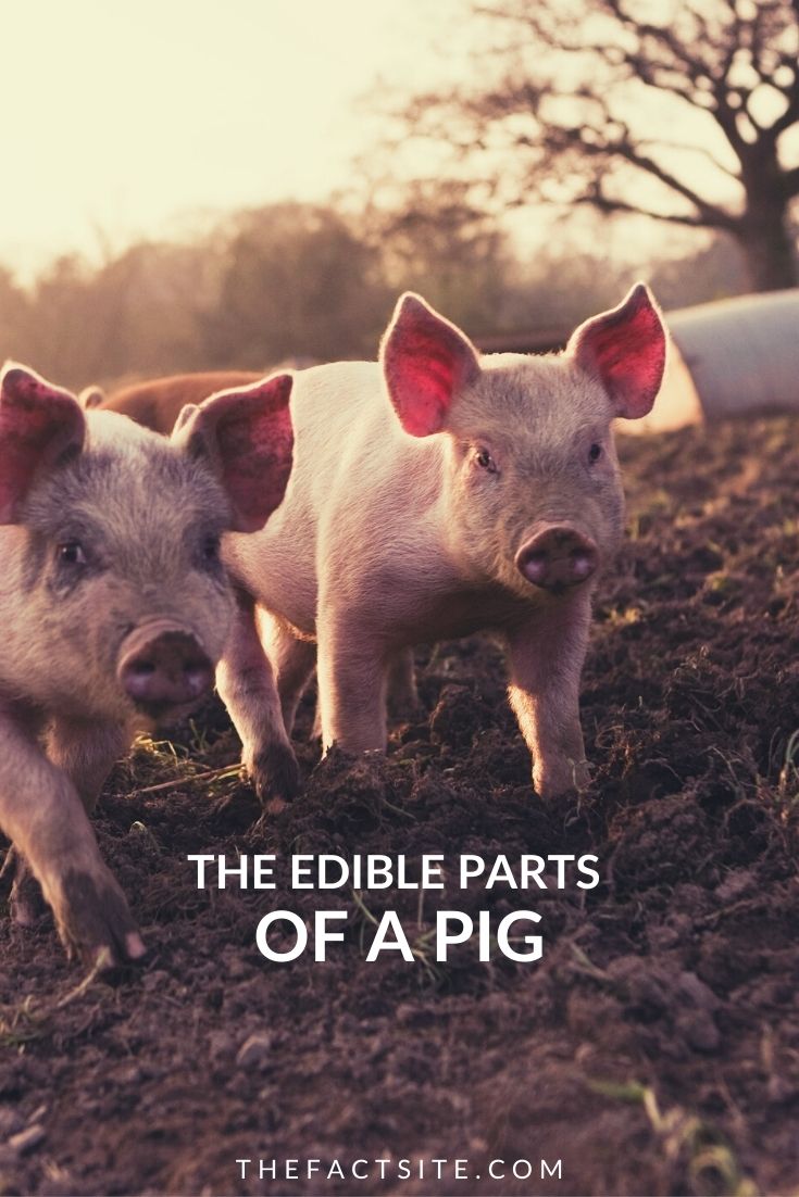 Edible Parts Of A Pig
