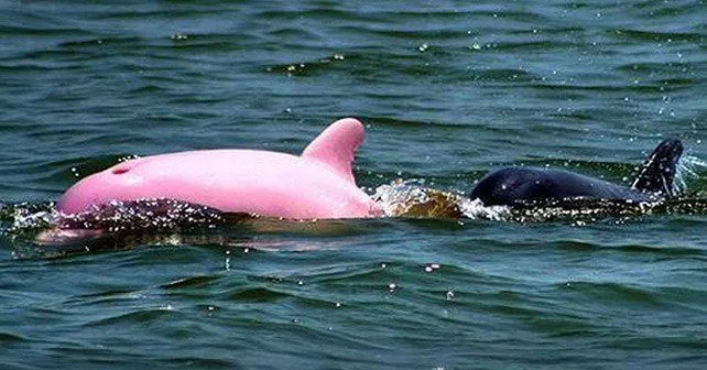 Albino Dolphin