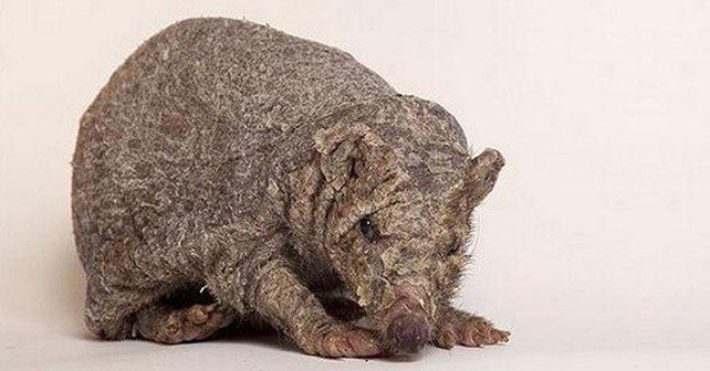 Spud the Spineless Hedgehog