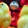 3 chicks dancing with a disco ball hanging from the ceiling