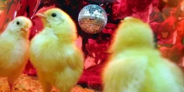 3 chicks dancing with a disco ball hanging from the ceiling