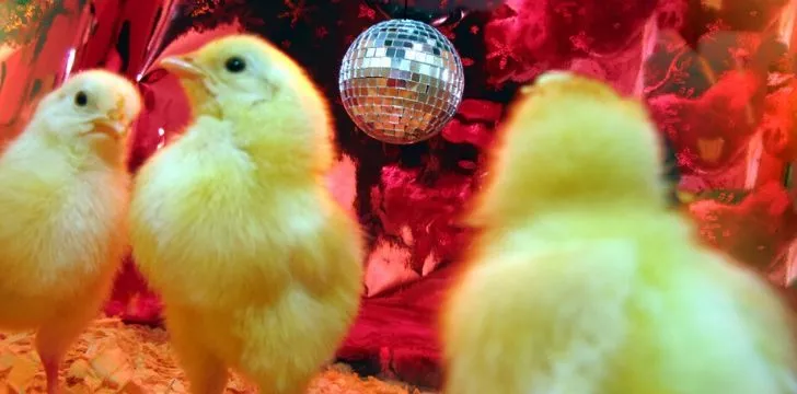 3 chicks dancing with a disco ball hanging from the ceiling