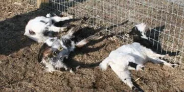 Fainting Goats