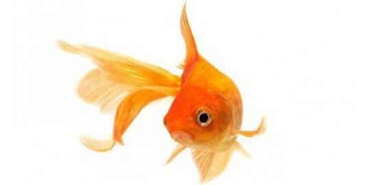 How Long Is A Goldfish Memory