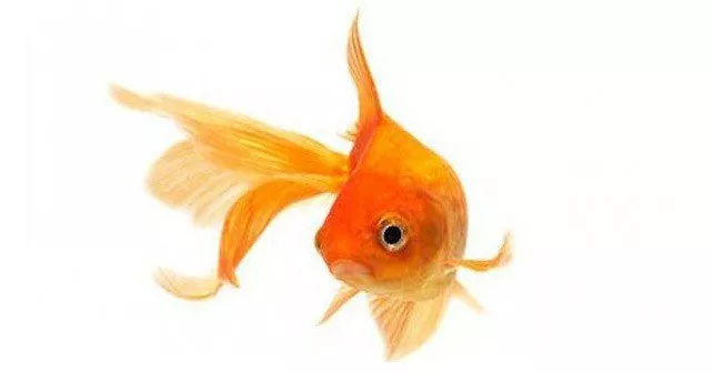 How Long Is A Goldfish Memory