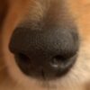 Most Common Dog Name