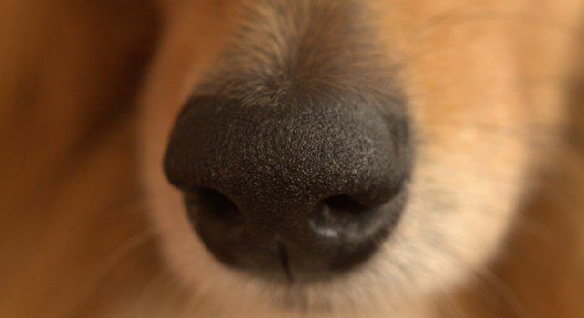 What Is the Most Common Dog Name?