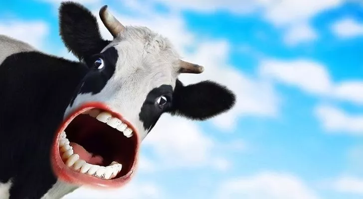 Cow with a shocked face