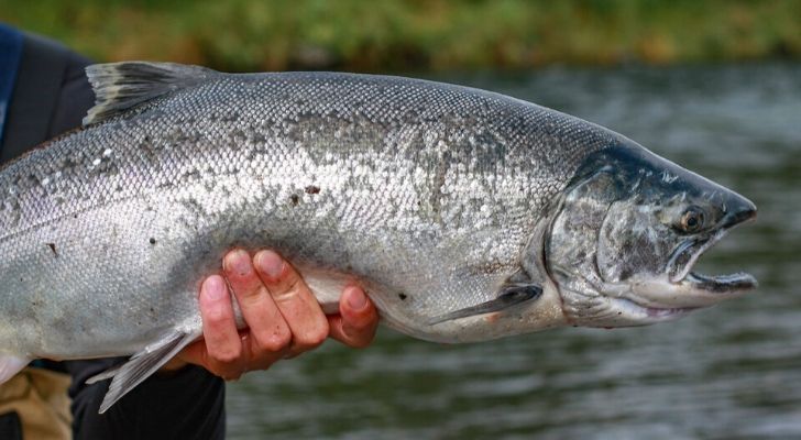 A man holding a salmon