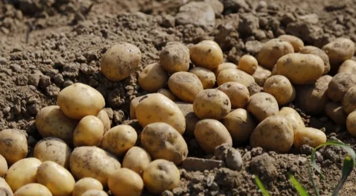 Potatoes resting in the dirt.