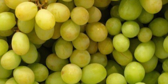 A Bunch Of Fun Facts About Grapes