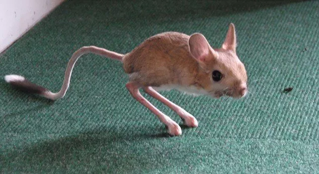 Jerboa Facts