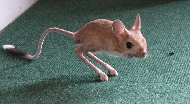 Jerboa Facts