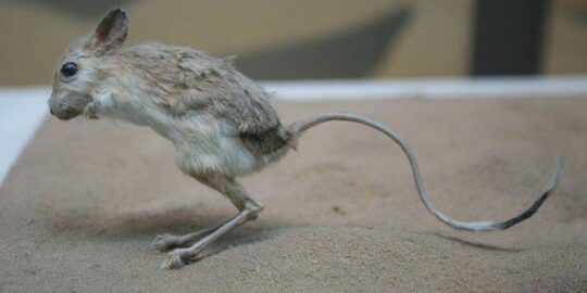 Facts About the Jerboa