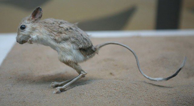 What is A Jerboa?