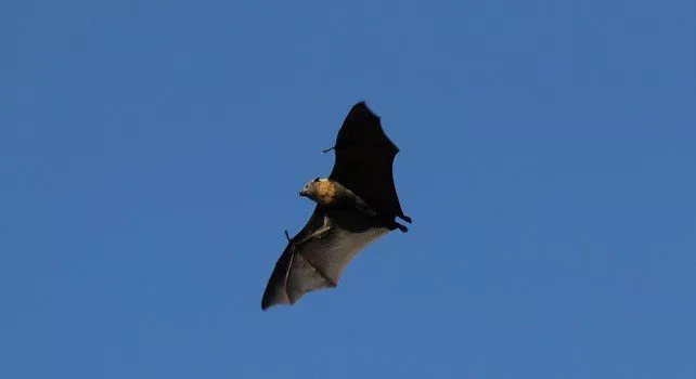 Flying Bat