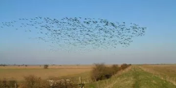 Migrating Birds