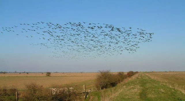 How Do Migrating Birds Know Where To Go?