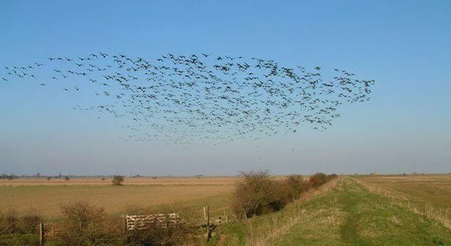 Migrating Birds