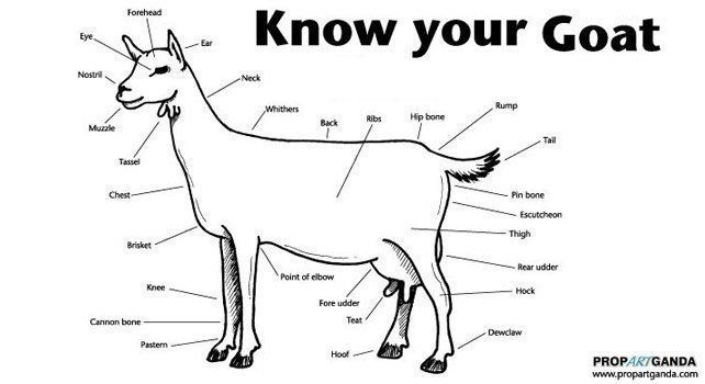 Know Your Goat | The Fact Site