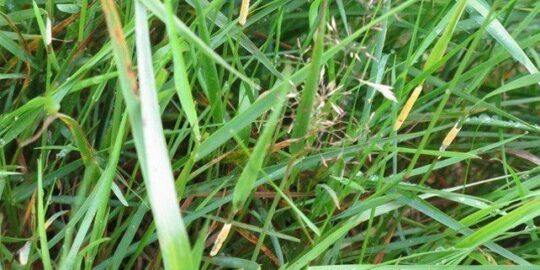 A Few Fun Facts About Grass