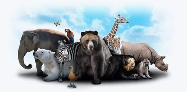 List of 100+ Wild Animals Name, Animals Vocabulary in 2023