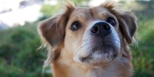 How To Treat Dog Seizures