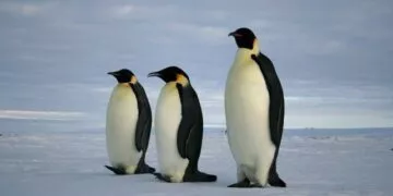 Penguin Facts