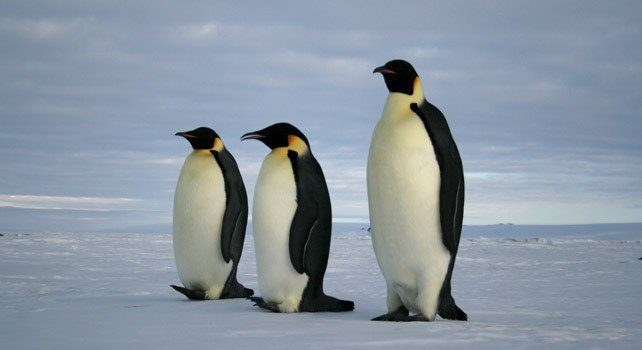 Penguin Facts