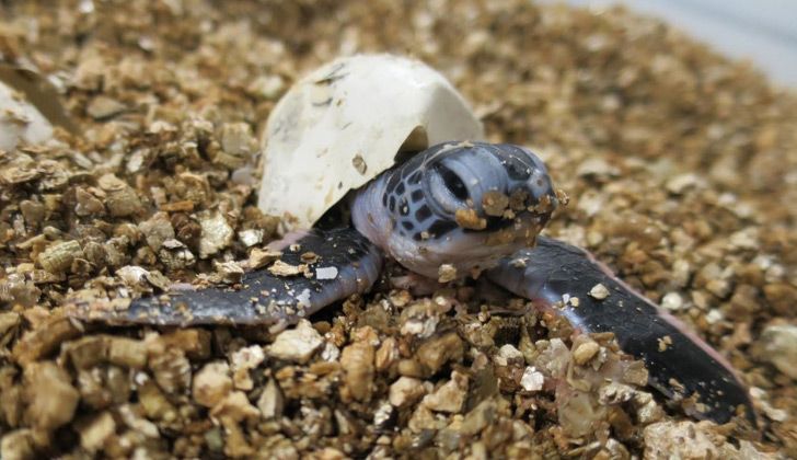 Baby Turtle Hatching from Egg