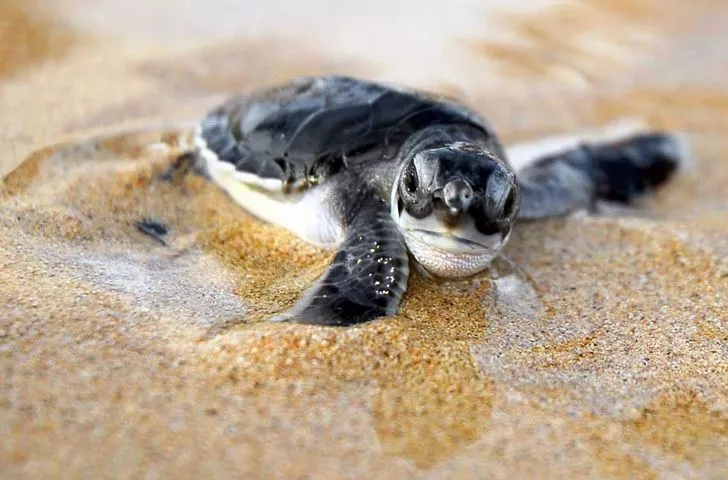 Baby Turtle Crying