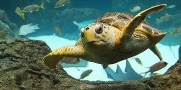Interesting Facts About Turtles