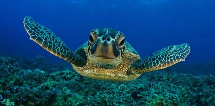 Turtle Swimming