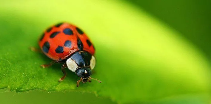 Ladybug Facts