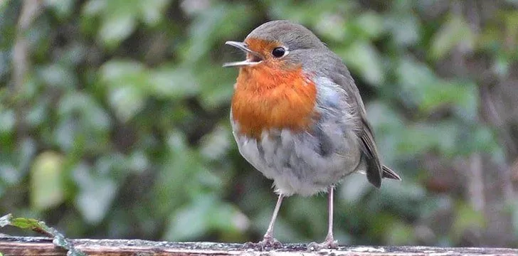 Robin Bird Facts - A-Z Animals