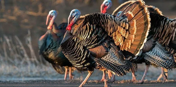 Turkey Facts You'll Love!