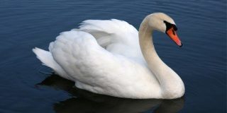 Swan Facts