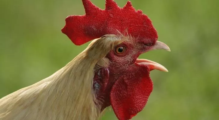A cockerel looking shocked
