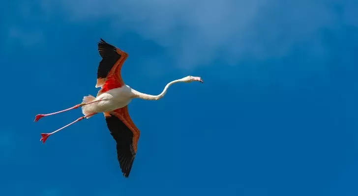 A flamingo flying in the sky with its legs straight out behind it