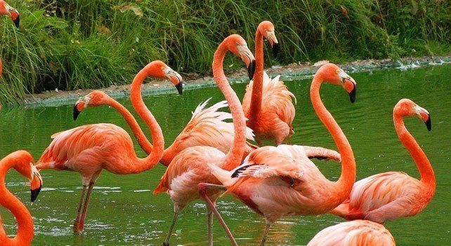 15 Flamazing Facts About Flamingos The Fact Site