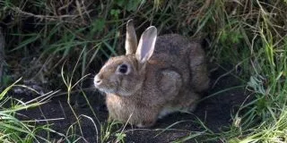Facts About Rabbits