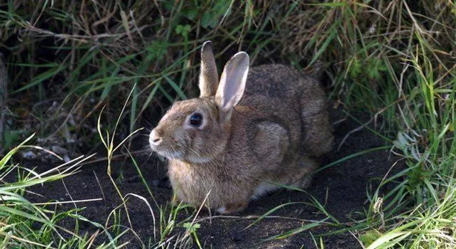Facts About Rabbits
