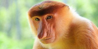 Proboscis Monkey Facts