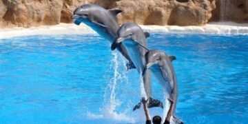 Facts About Dolphins