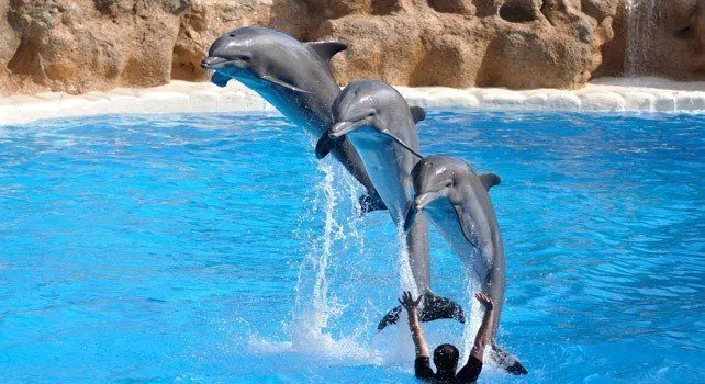 Facts About Dolphins