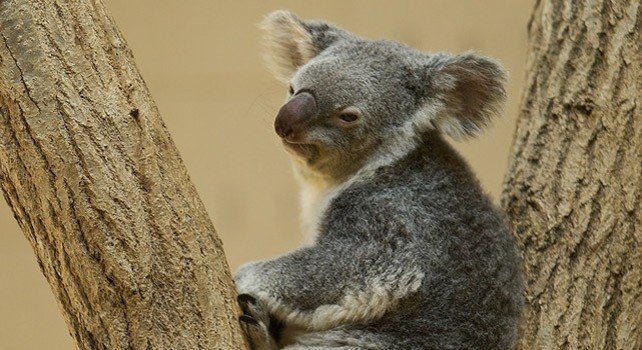 Koala Bear Facts