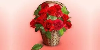 Facts About Roses
